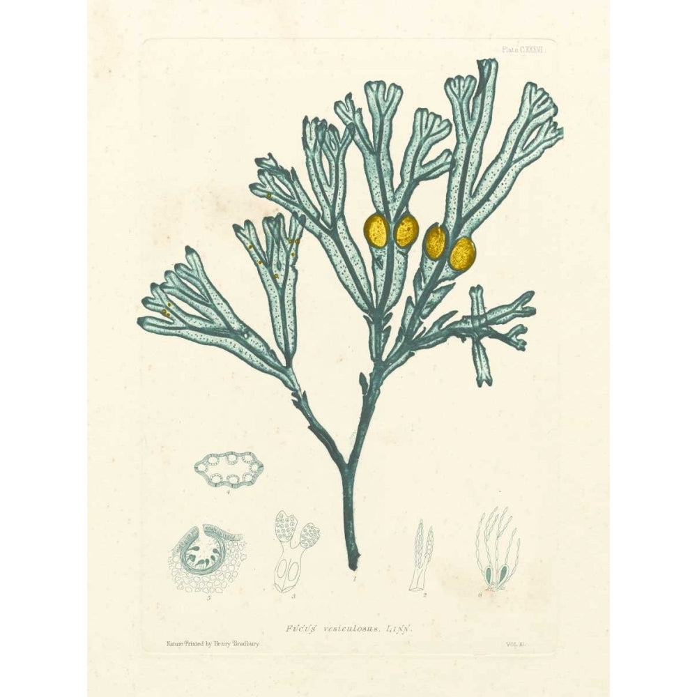 Luminous Seaweed II Poster Print - Henry Bradbury-VARPDX64876Z Image 1