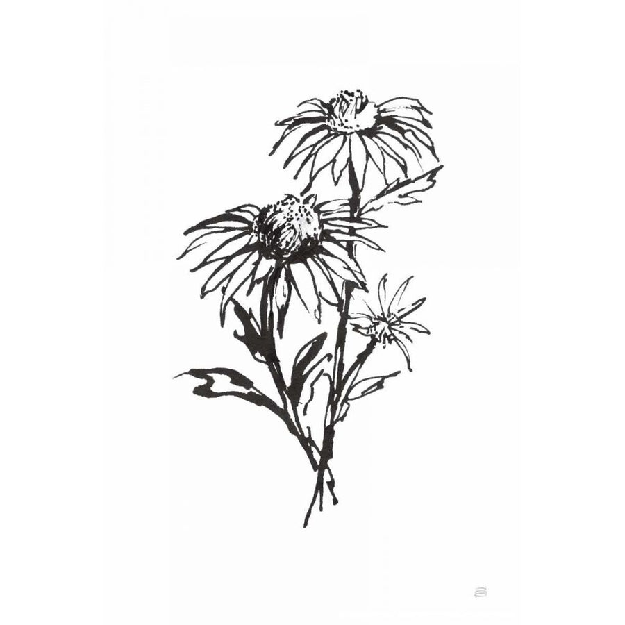 Line Echinacea III by Chris Paschke-VARPDX64881 Image 1