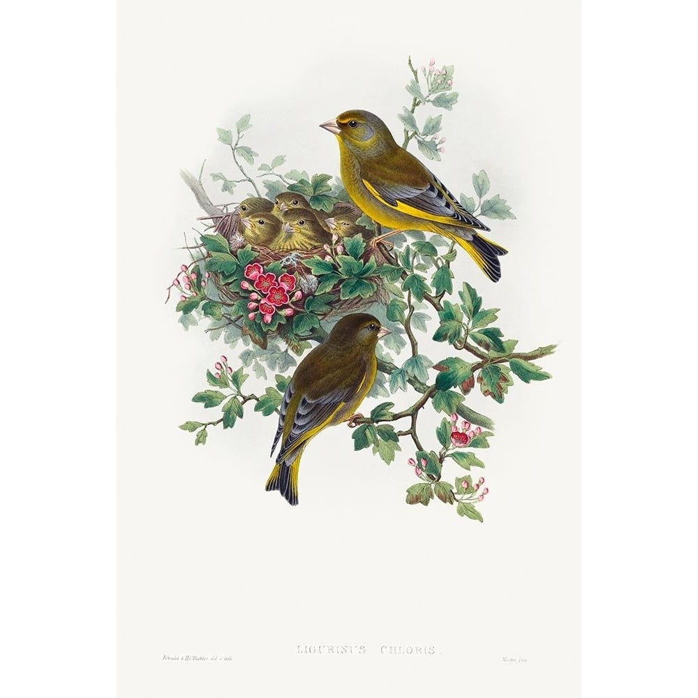 Ligurinus chloris-Greenfinch Poster Print - John Gould-VARPDX65137 Image 1