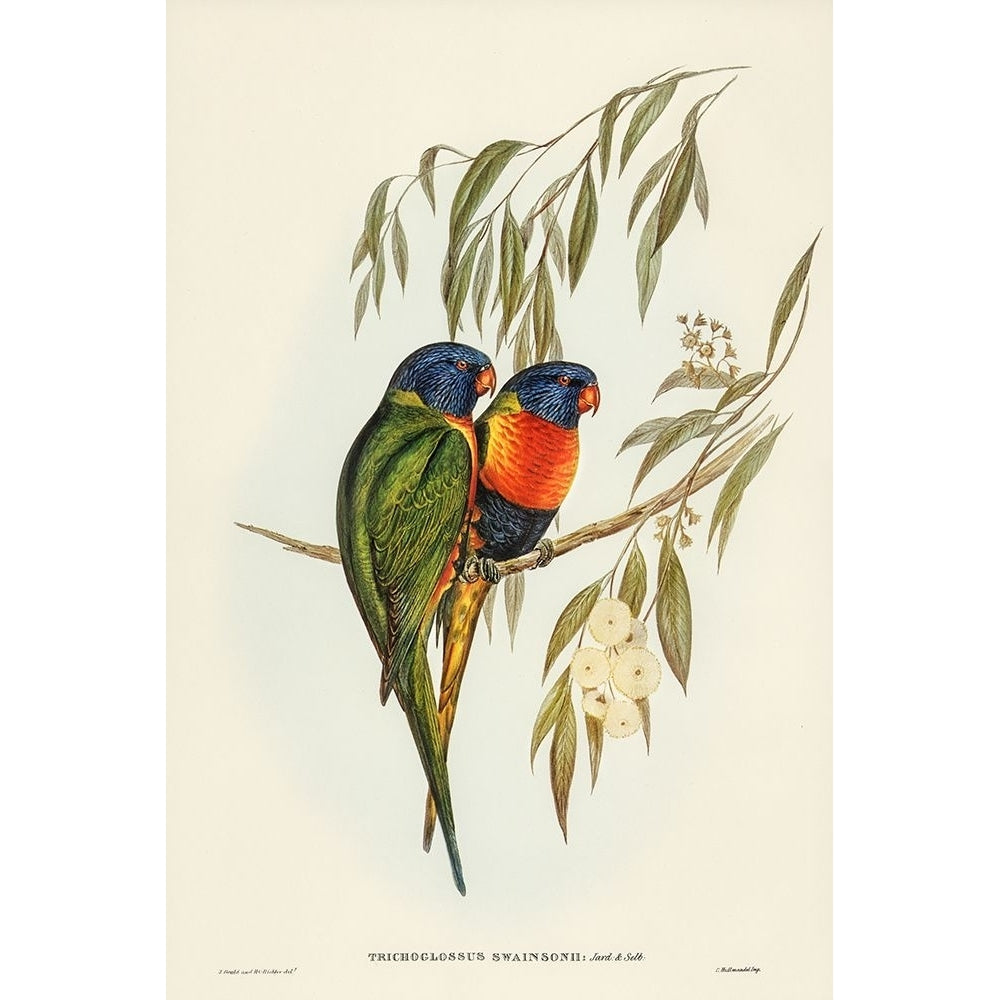 Swainsons Lorikeet-Trichoglossus Swainsonii Poster Print - John Gould-VARPDX65185 Image 1