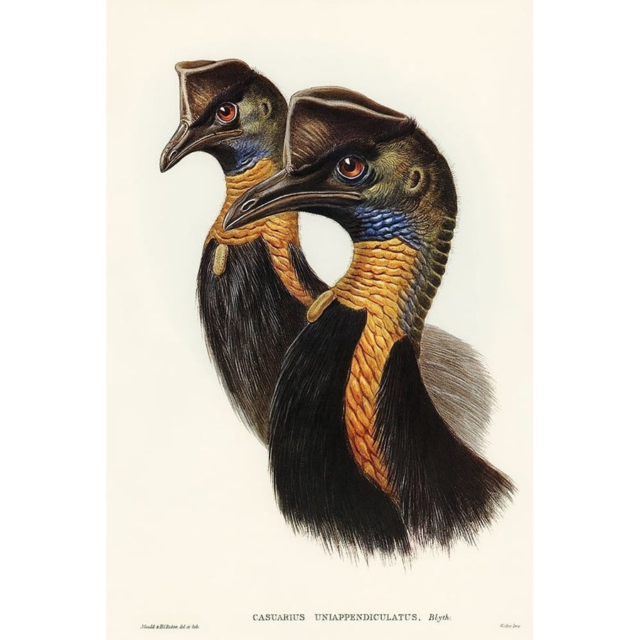 One-carunculated Cassowary-Casuarius uniappendiculatus Poster Print - John Gould-VARPDX65189 Image 1