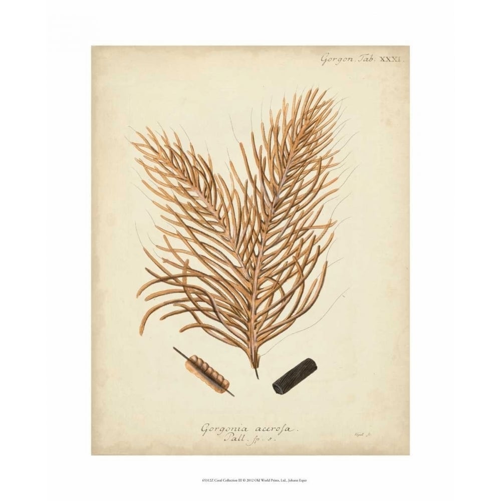 Coral Collection III Poster Print - Johann Esper-VARPDX65312Z Image 1