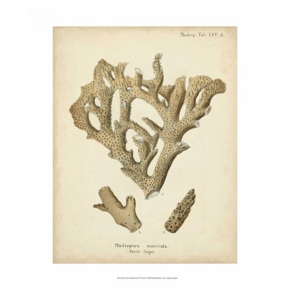 Coral Collection IV Poster Print - Johann Esper-VARPDX65313Z Image 1