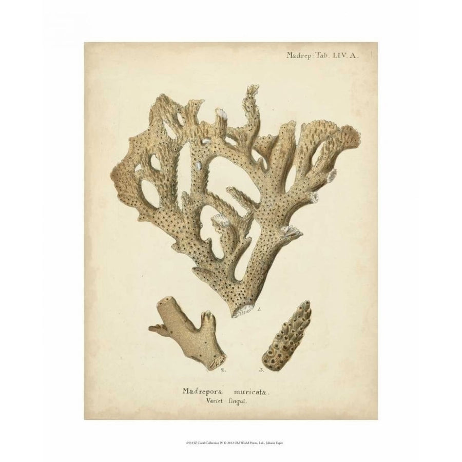 Coral Collection IV Poster Print - Johann Esper-VARPDX65313Z Image 1