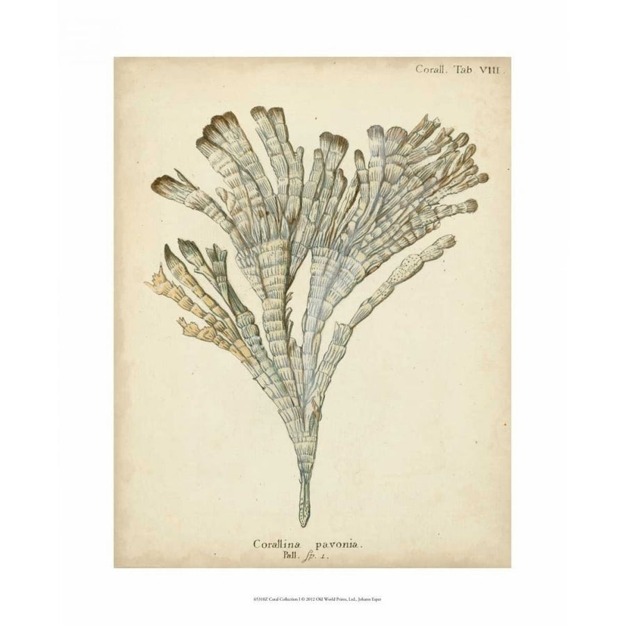 Coral Collection I Poster Print - Johann Esper-VARPDX65310Z Image 1