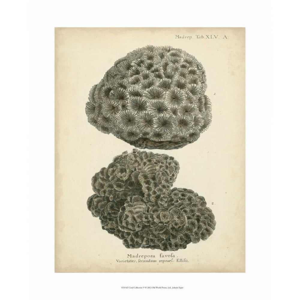 Coral Collection V Poster Print - Johann Esper-VARPDX65314Z Image 1