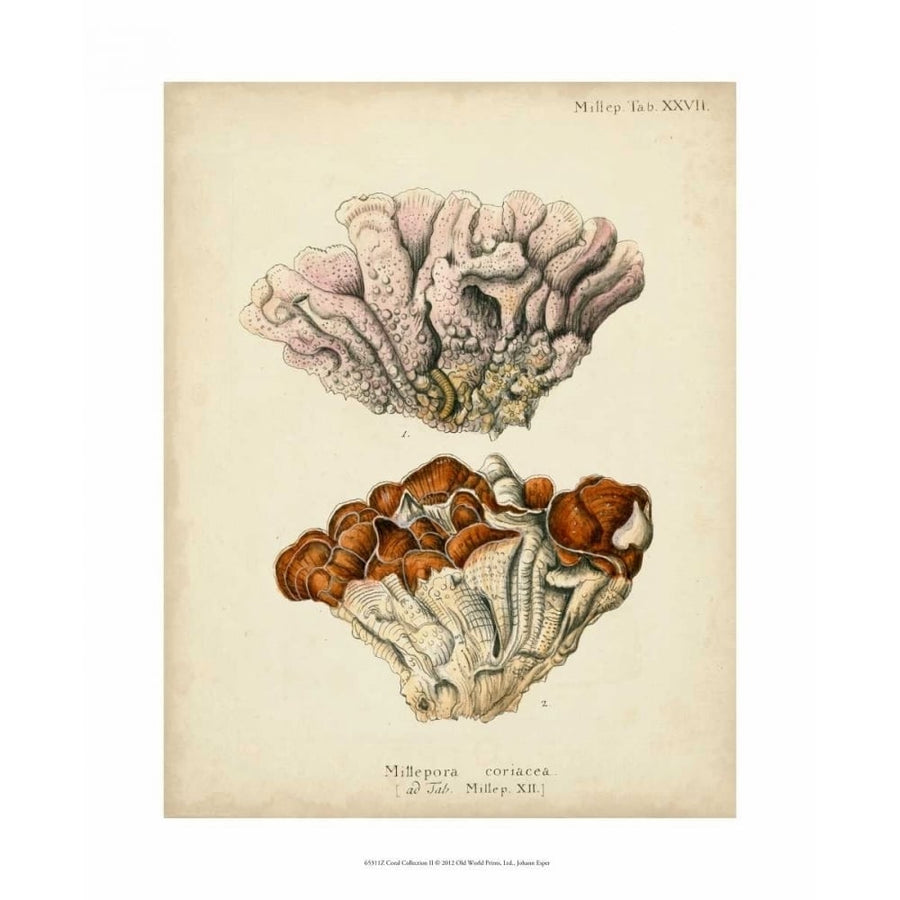 Coral Collection II Poster Print - Johann Esper-VARPDX65311Z Image 1