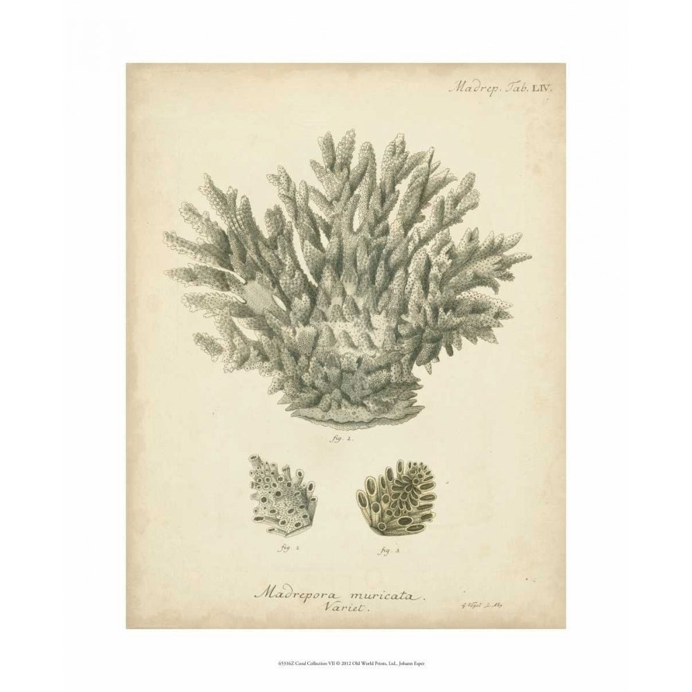 Coral Collection VII Poster Print - Johann Esper-VARPDX65316Z Image 1