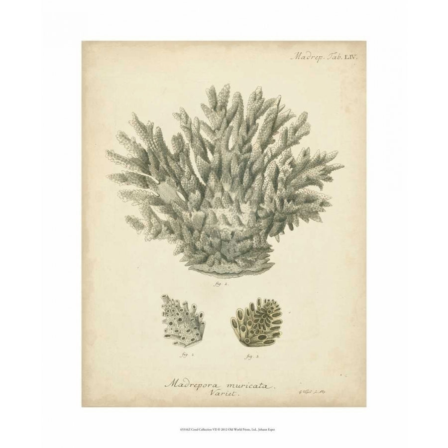 Coral Collection VII Poster Print - Johann Esper-VARPDX65316Z Image 1