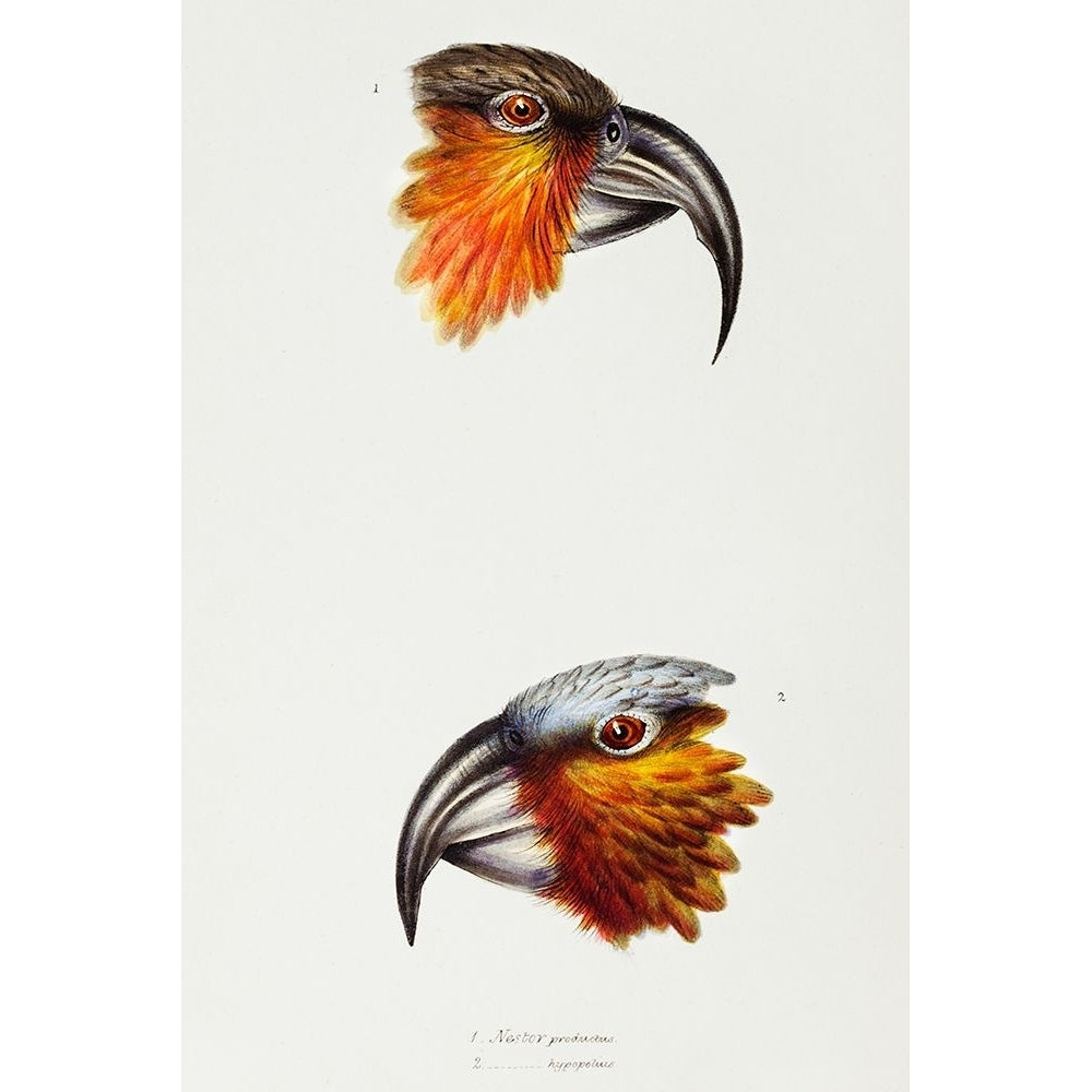 Norfolk kaka-Nestor productus and Kaka parrot-Nestor Hypopolius Poster Print - John Gould-VARPDX65316 Image 1