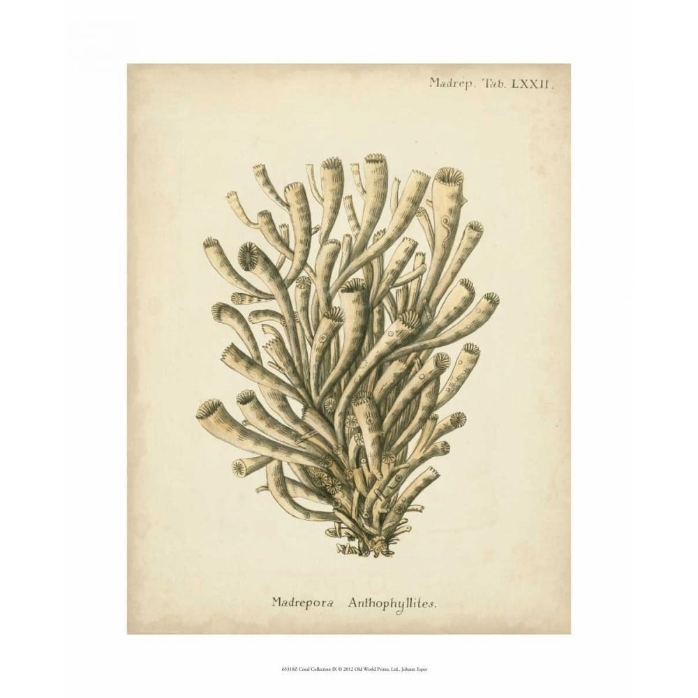 Coral Collection IX Poster Print - Johann Esper-VARPDX65318Z Image 1