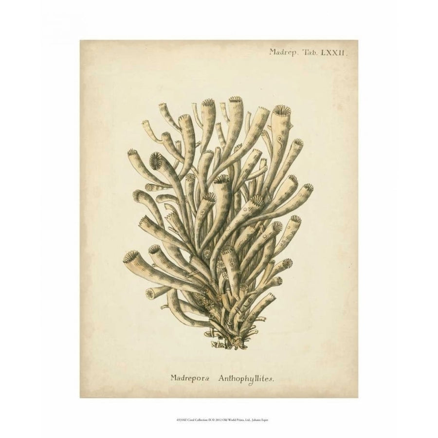 Coral Collection IX Poster Print - Johann Esper-VARPDX65318Z Image 1