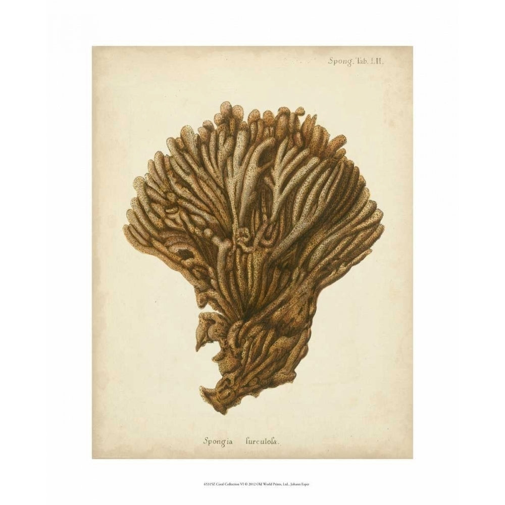 Coral Collection VI Poster Print - Johann Esper-VARPDX65315Z Image 1