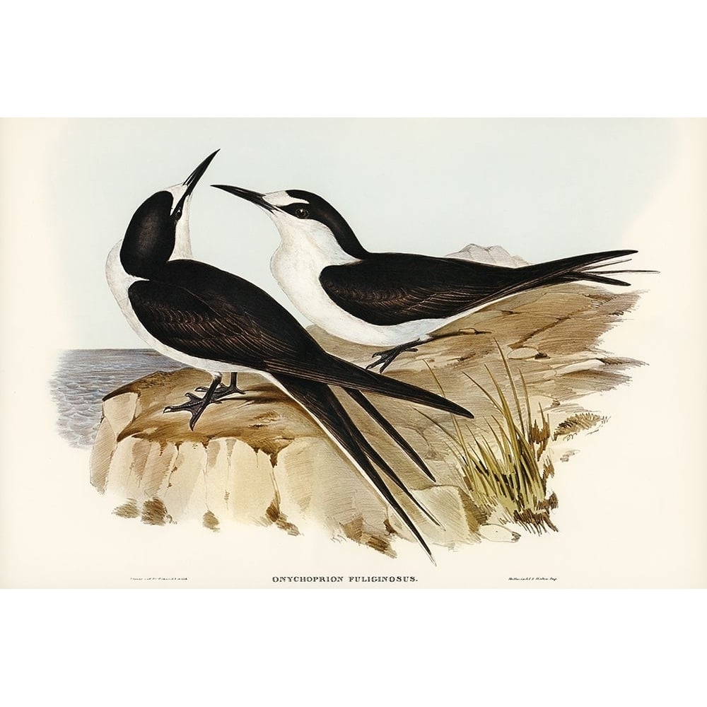 Sooty Tern-Onychoprion fuliginosus Poster Print - John Gould-VARPDX65318 Image 1