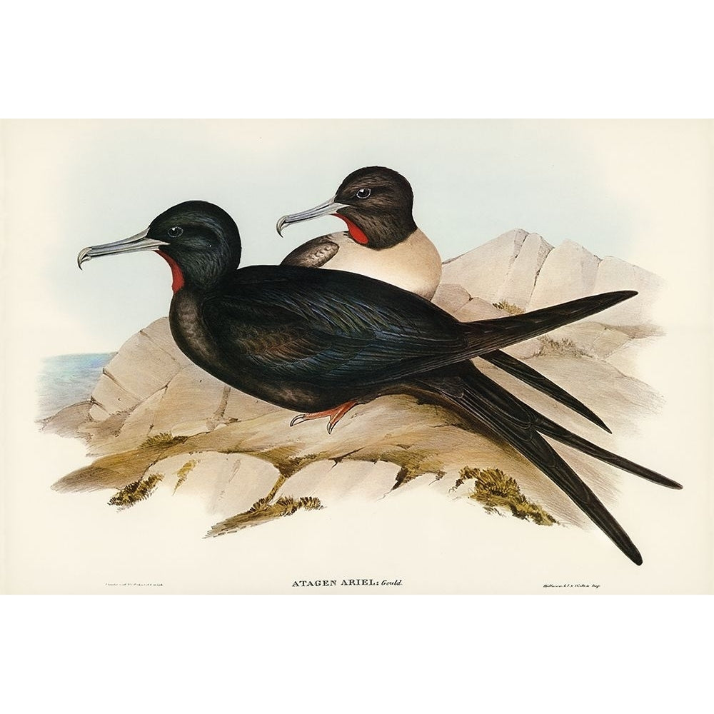 Small Frigate Bird-Attagen Ariel Poster Print - John Gould-VARPDX65321 Image 1