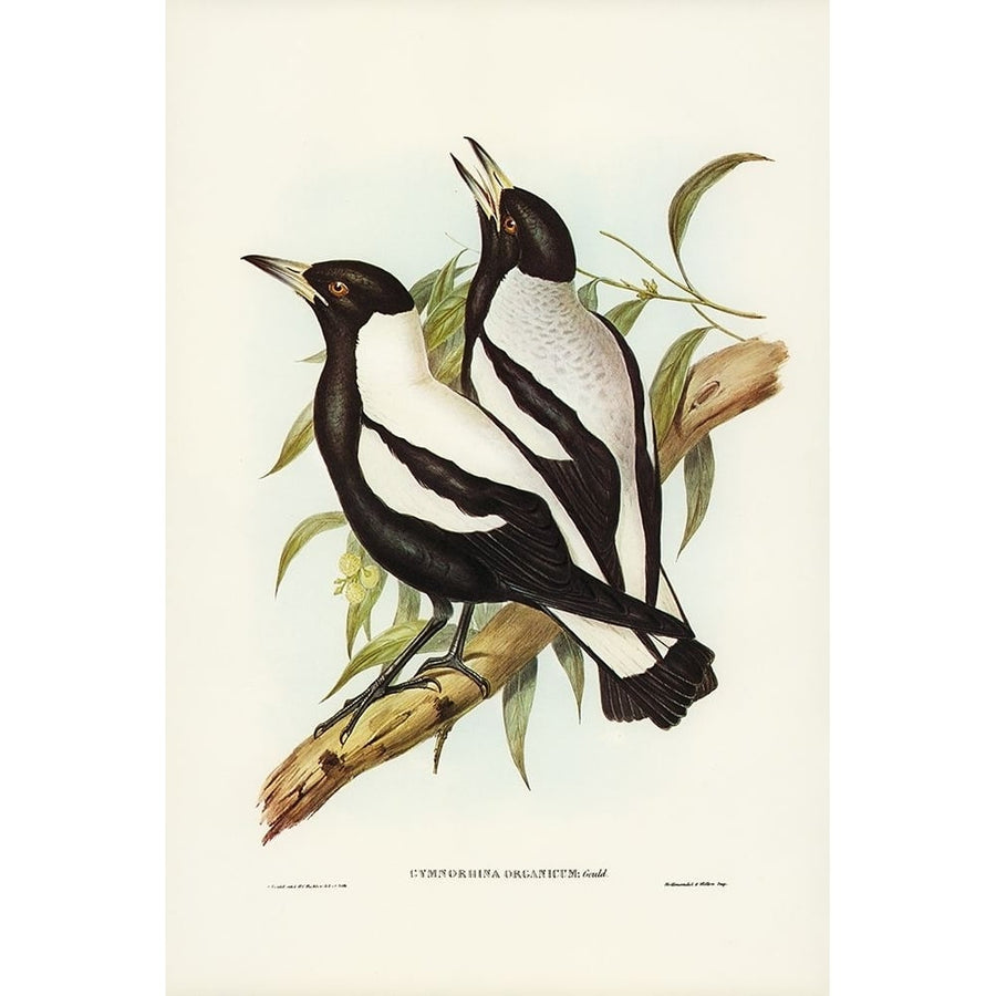 Tasmanian Crow-Shrike-Gymnorhina organicum Poster Print - John Gould-VARPDX65369 Image 1