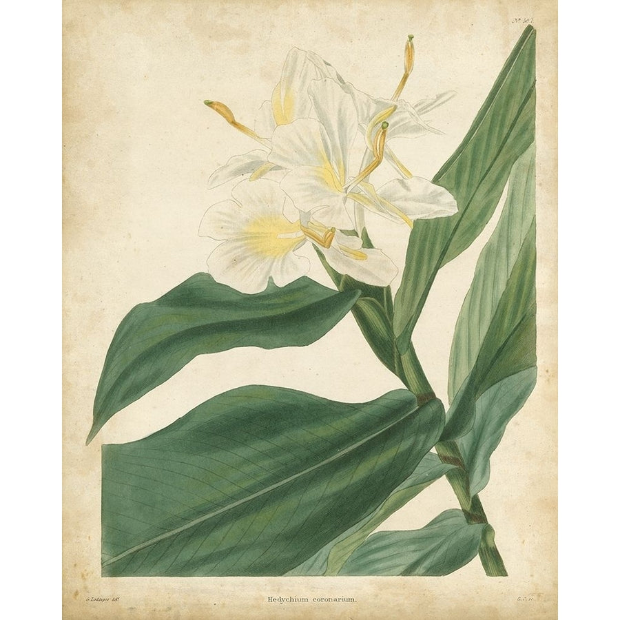 Tropical Floral IV Poster Print - and Douglas Edmonston-VARPDX65409Z Image 1