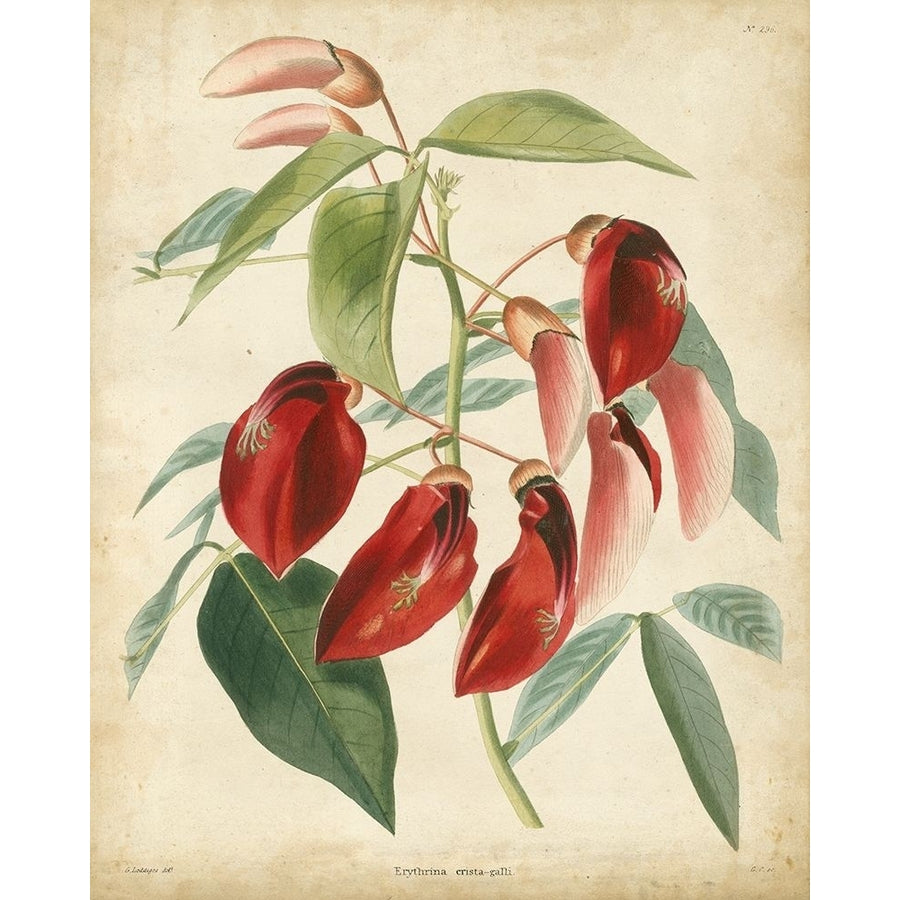 Tropical Floral I Poster Print - and Douglas Edmonston-VARPDX65406Z Image 1