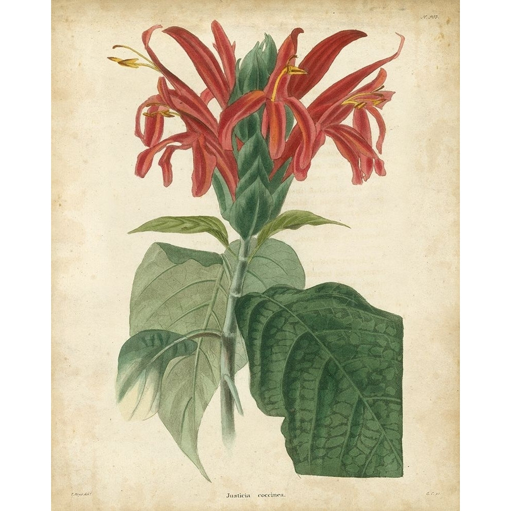 Tropical Floral V Poster Print - and Douglas Edmonston-VARPDX65410Z Image 1