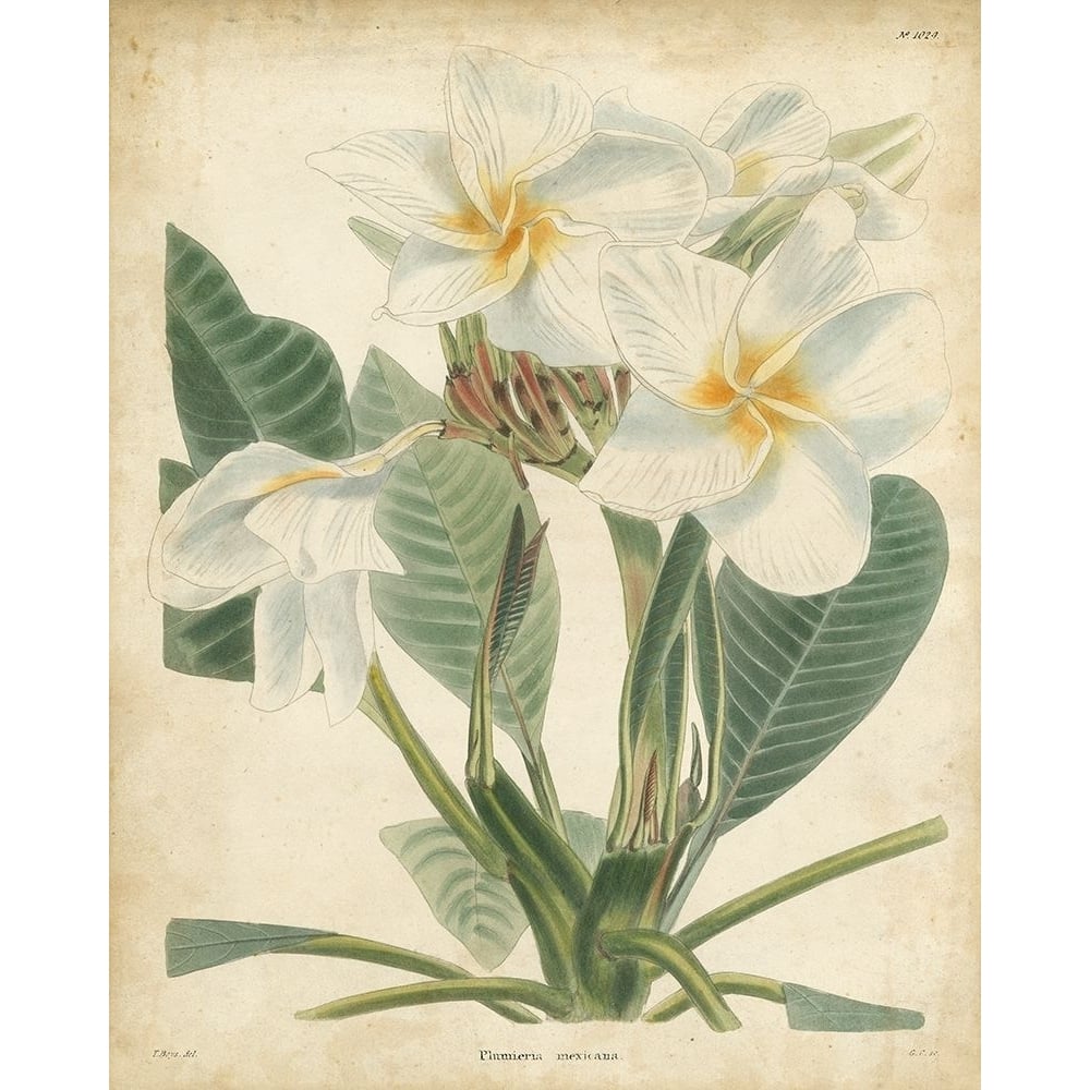 Tropical Floral II Poster Print - and Douglas Edmonston-VARPDX65407Z Image 1