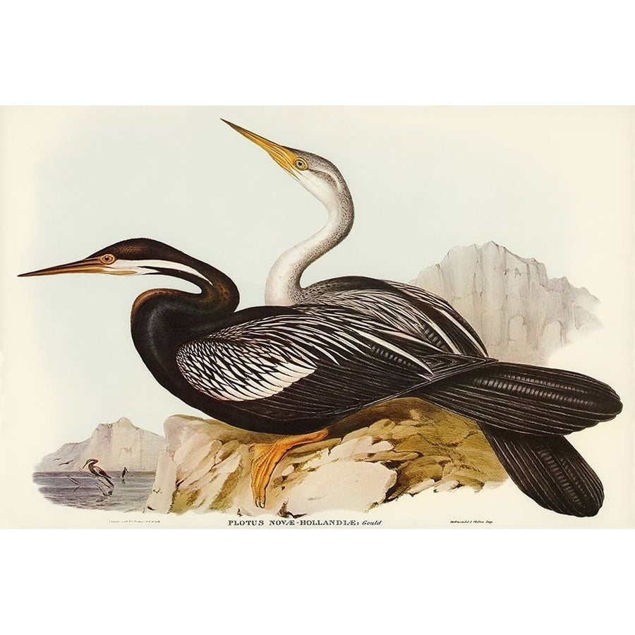 Holland Darter-Plotus Novae-Hollandiae Poster Print - John Gould-VARPDX65489 Image 1