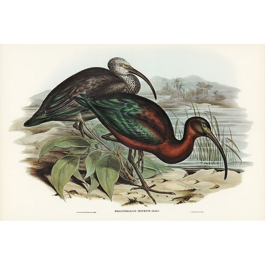 Glossy Ibis-Falcinellus igneus Poster Print - John Gould-VARPDX65488 Image 1