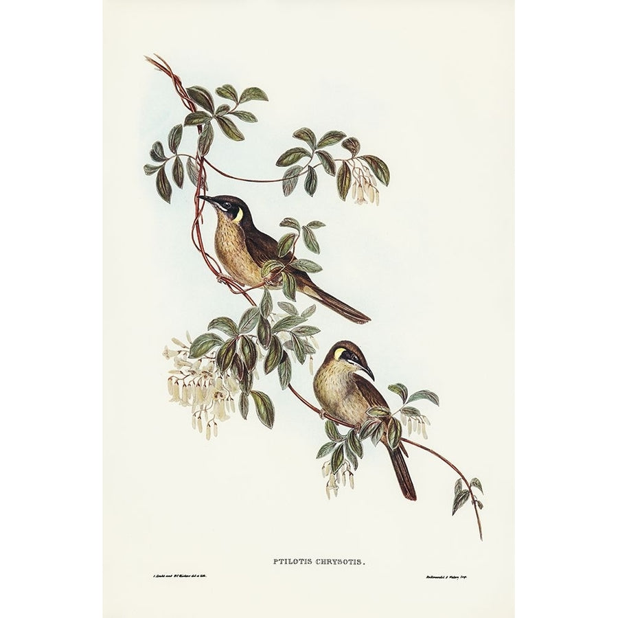 Singing Honey-eater-Ptilotis sonorus Poster Print - John Gould-VARPDX65480 Image 1