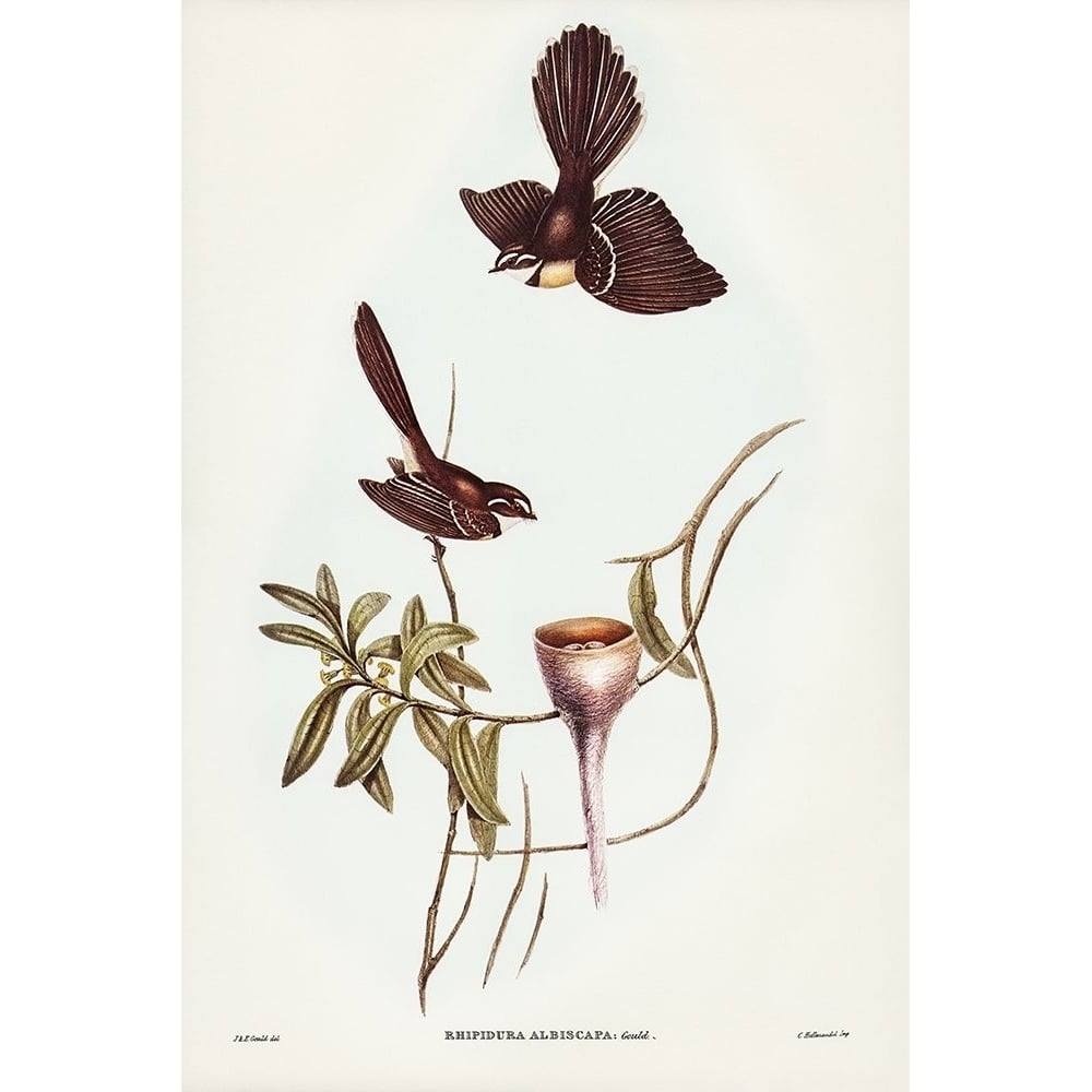 White-shafted Fantail-Rhipidura albiscapa Poster Print - John Gould-VARPDX65539 Image 1