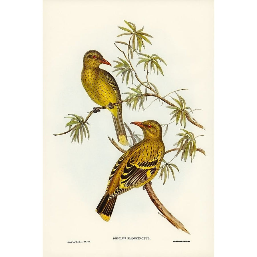 Crescent-marked Oriole Poster Print - John Gould-VARPDX65538 Image 1