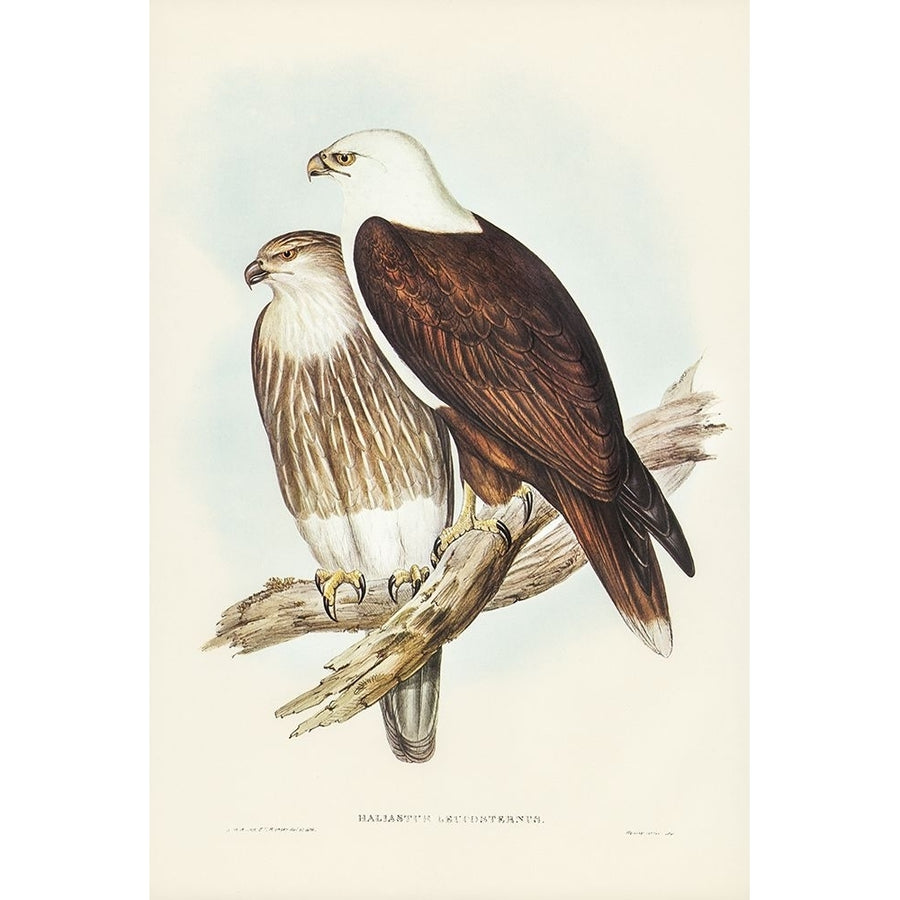 White-breasted Sea Eagle-Haliaster leucosternus Poster Print - John Gould-VARPDX65568 Image 1