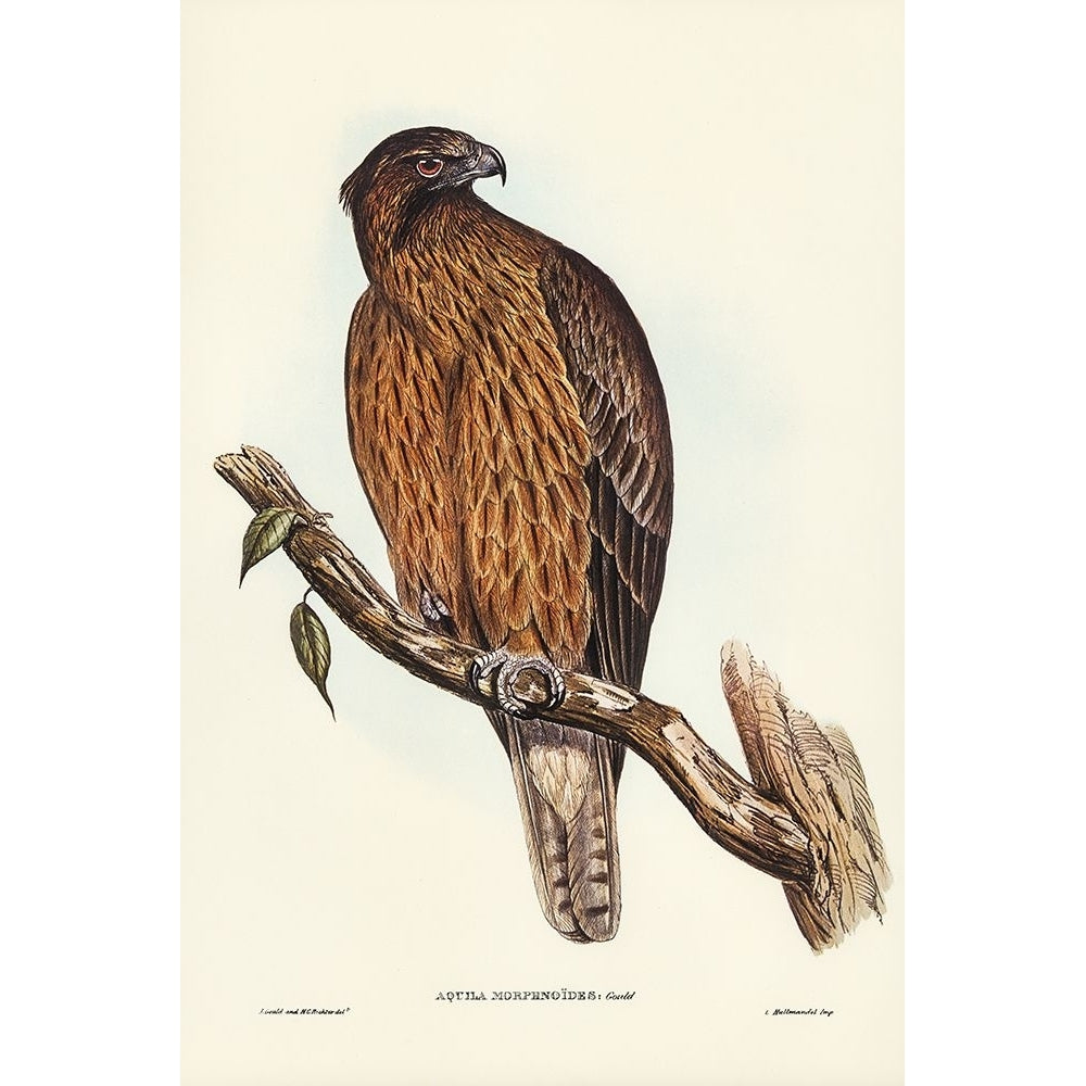 Little Australian Eagle-Aquila Morphnoides Poster Print - John Gould-VARPDX65541 Image 1