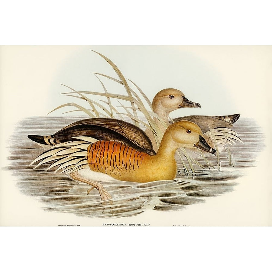 Eytons Duck-Leptotarsis Eytoni Poster Print - John Gould-VARPDX65580 Image 1