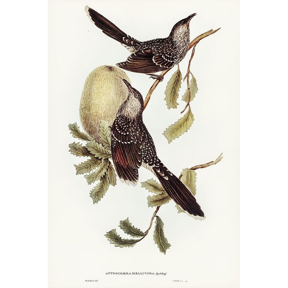 Brush Wattle Bird-Anthochaera mellivora Poster Print - John Gould-VARPDX65606 Image 1