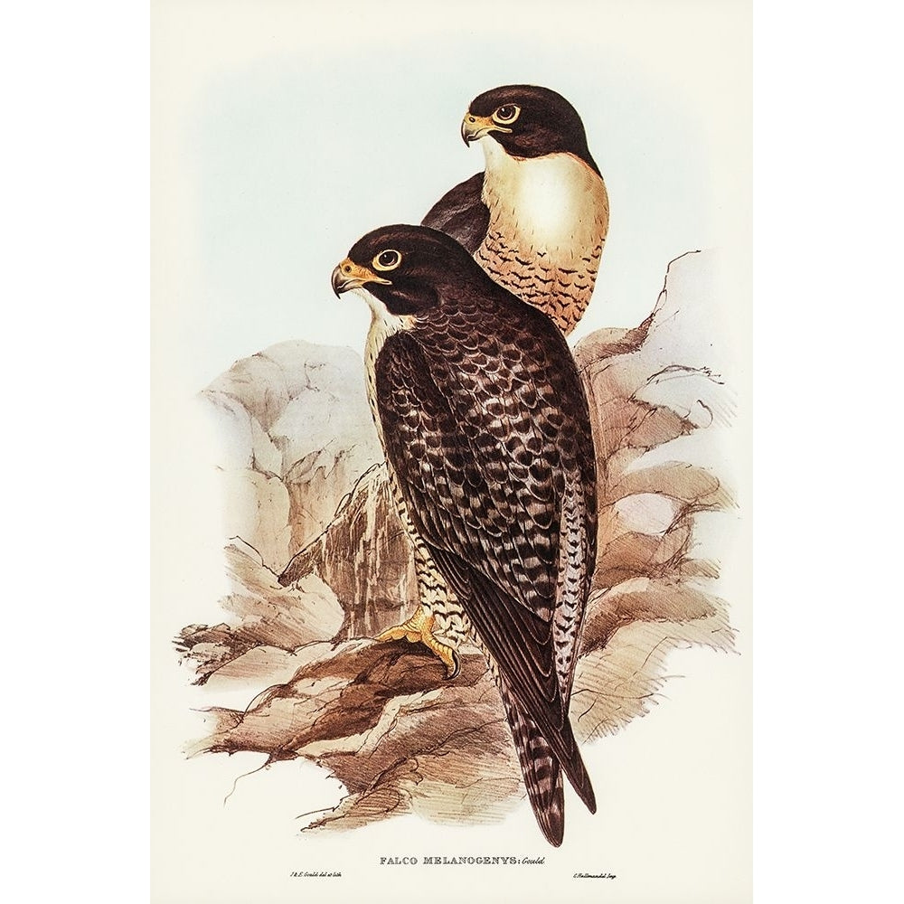 Black-cheeked Falcon-Falco melanogenys Poster Print - John Gould-VARPDX65591 Image 1