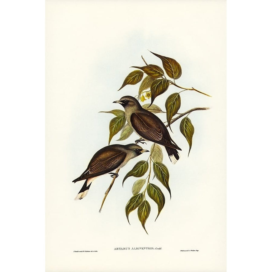 White-vented Wood Swallow-Artamus albiventris Poster Print - John Gould-VARPDX65722 Image 1