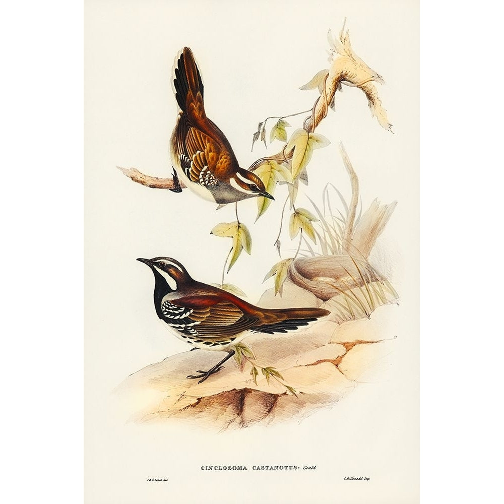 Chestnut-backed Groud Thrush-Cinclosoma castanotus Poster Print - John Gould-VARPDX65766 Image 1