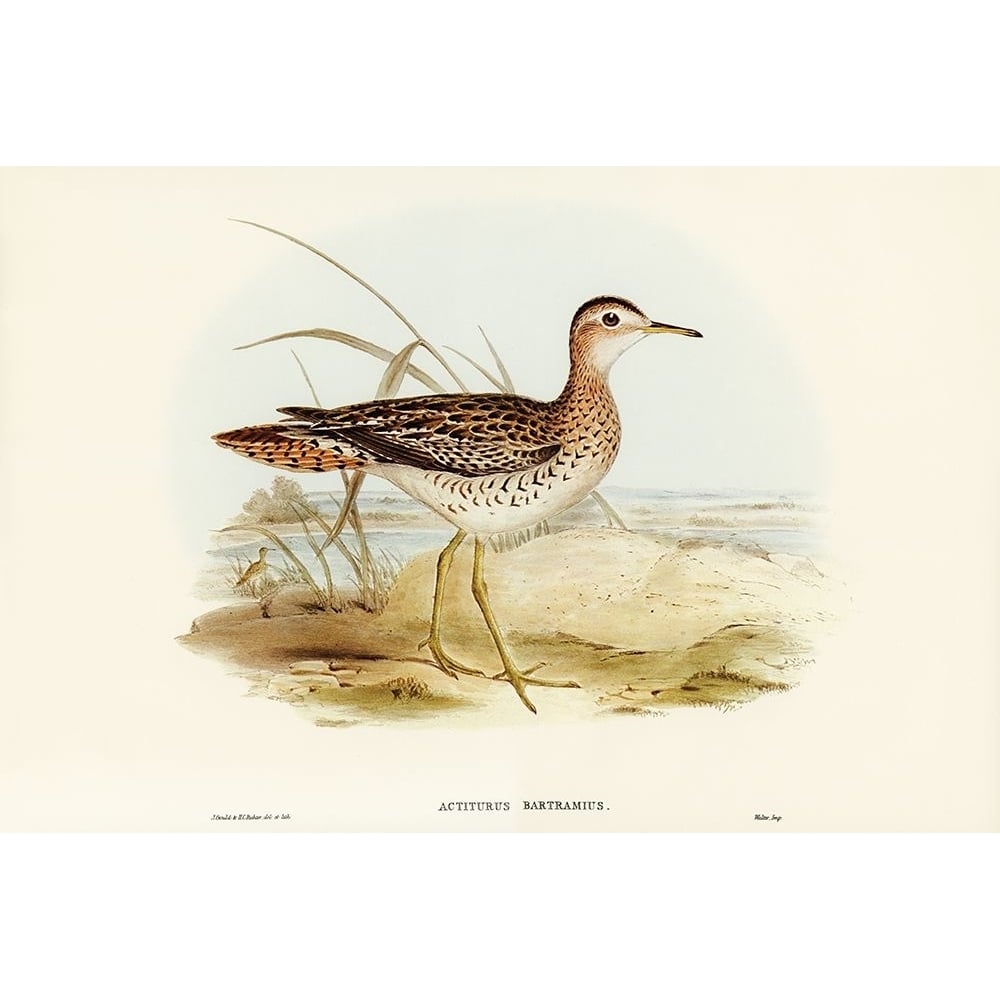 Bartrams Sandpiper-Actiturus Bartramius Poster Print - John Gould-VARPDX65816 Image 1