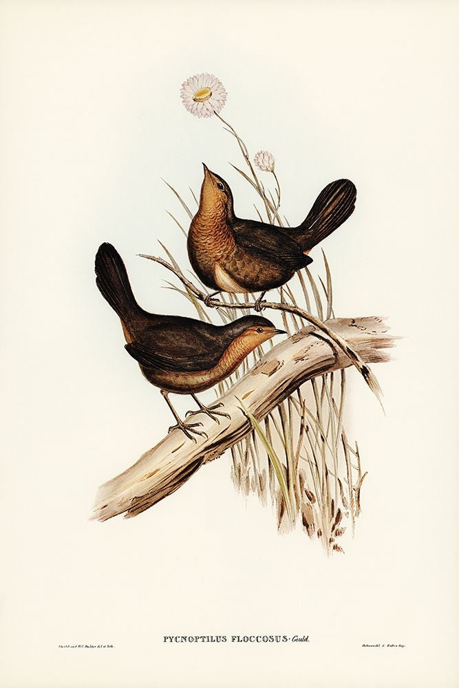 Downy Pycnoptilus-Pycnoptilus floccosus Poster Print - John Gould-VARPDX65862 Image 1