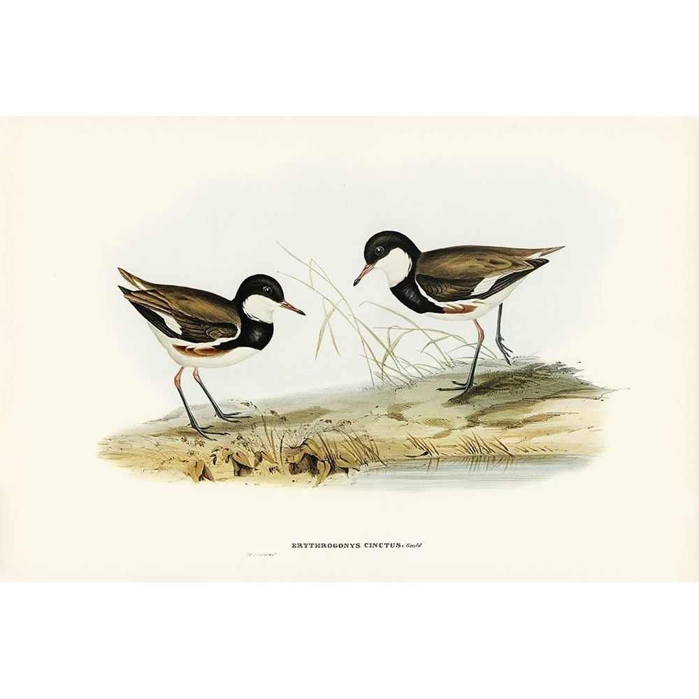 Banded Red Knee-Erythrogonys cinctus Poster Print - John Gould-VARPDX65905 Image 1