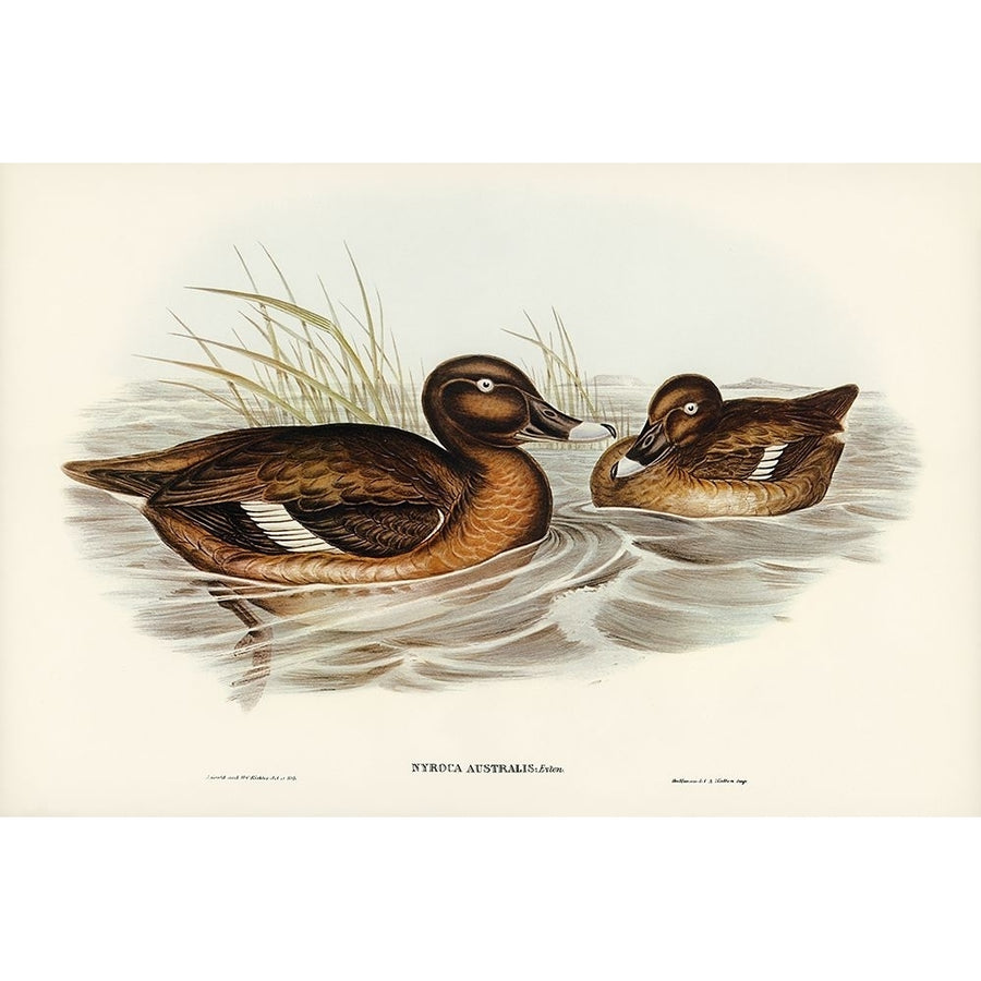 White-eyed Duck-Nyroca Australis Poster Print - John Gould-VARPDX65900 Image 1