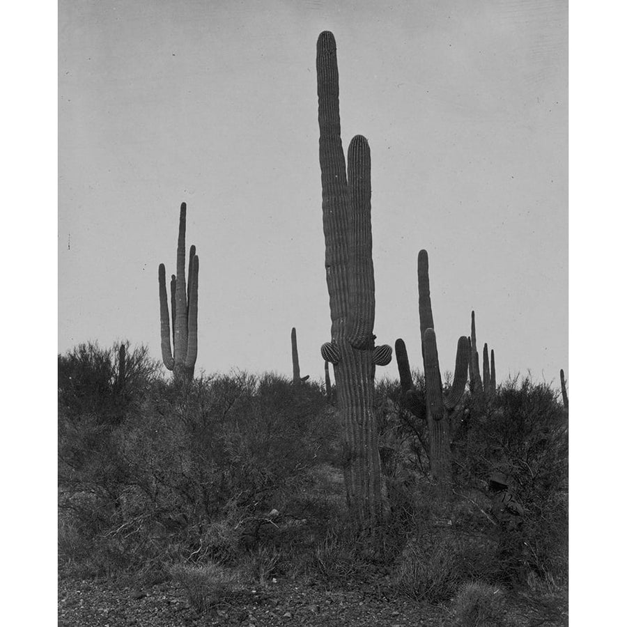 Cereus giganteus-Arizona Poster Print - Timothy H OSullivan-VARPDX65913 Image 1