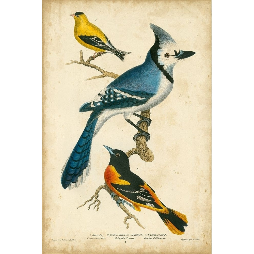 Wilsons Blue Jay Poster Print - Alexander Wilson-VARPDX65970Z Image 1