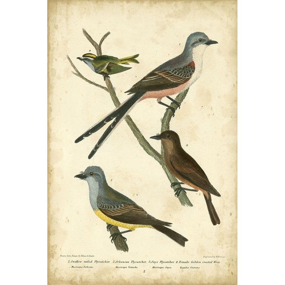 Wilsons Flycatcher Poster Print - Alexander Wilson-VARPDX65972Z Image 1