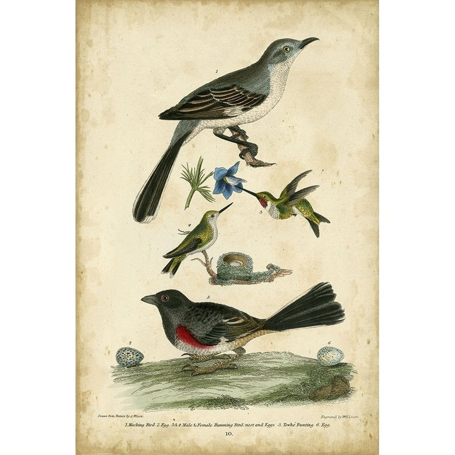 Wilsons Mockingbird Poster Print - Alexander Wilson-VARPDX65974Z Image 1