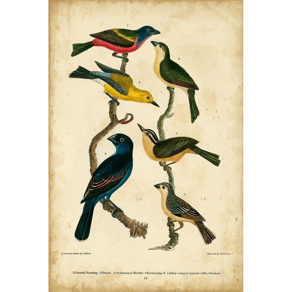 Wilsons Painted Bunting Poster Print - Alexander Wilson-VARPDX65975Z Image 1