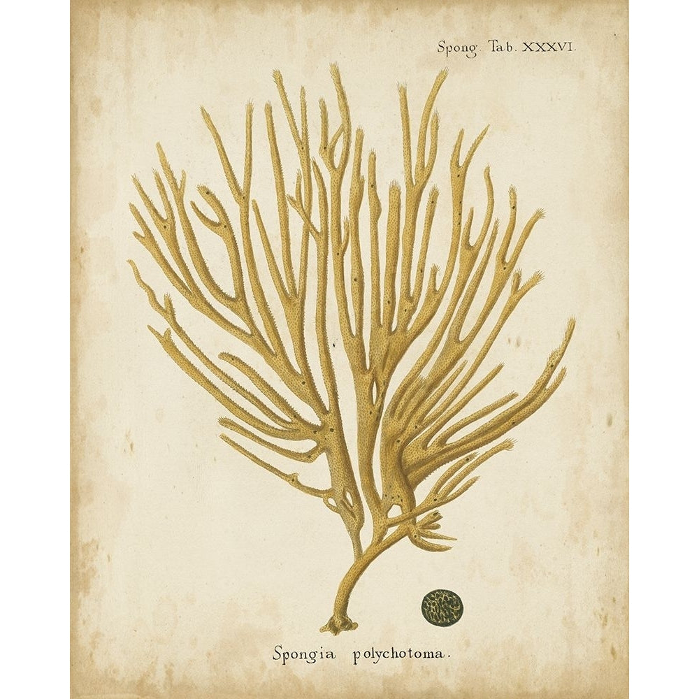 Esper Antique Coral IV Poster Print - Johann Esper-VARPDX65979Z Image 1