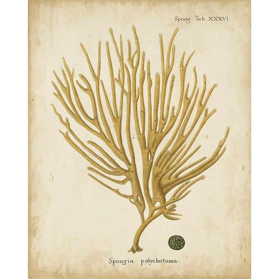 Esper Antique Coral IV Poster Print - Johann Esper-VARPDX65979Z Image 1