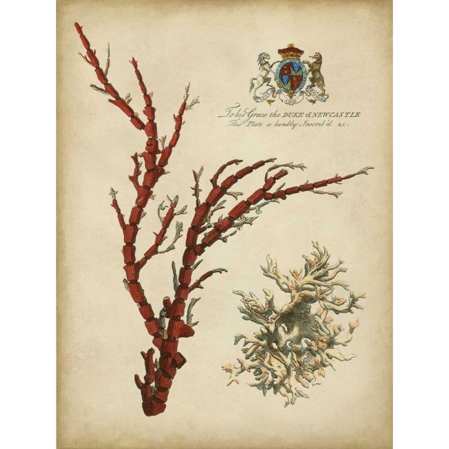 Imperial Coral I Poster Print - Studio Vision-VARPDX65988Z Image 1