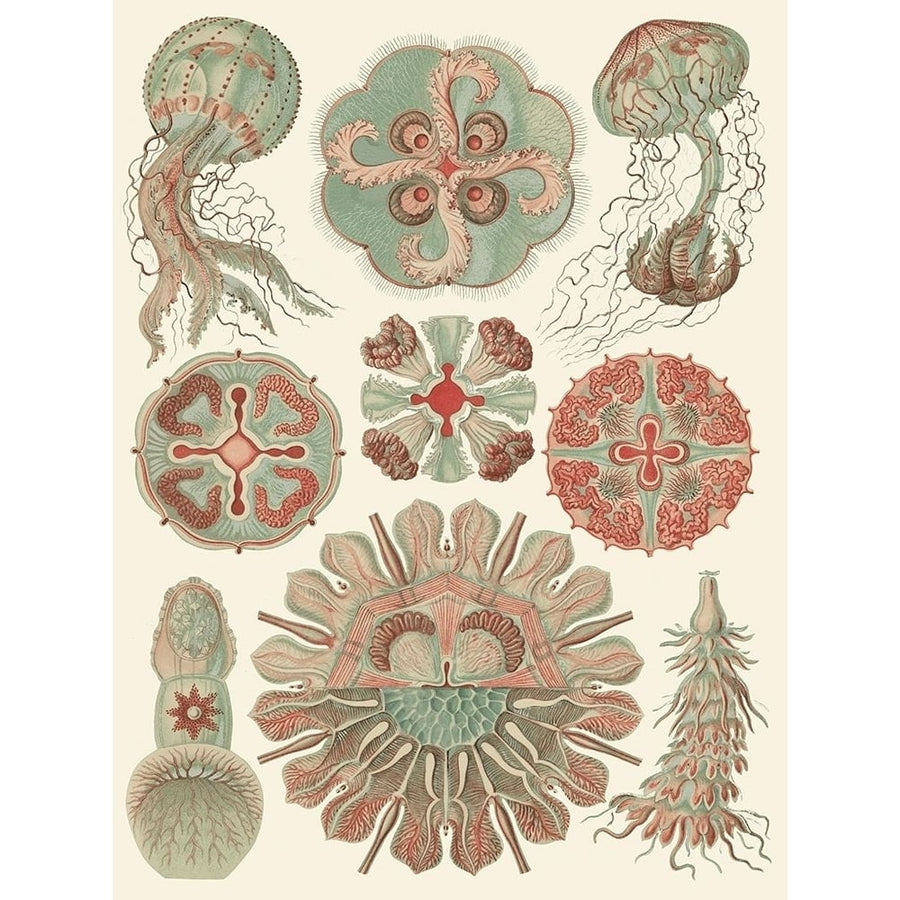 Sophisticated Sealife IV Poster Print - Ernst Haeckel-VARPDX65995Z Image 1