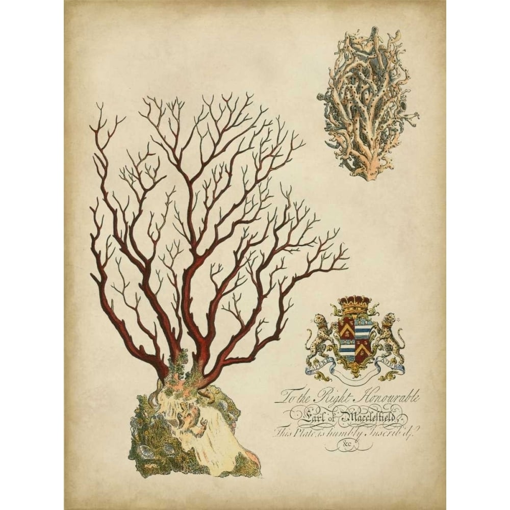 Imperial Coral III Poster Print - Studio Vision-VARPDX65990Z Image 1